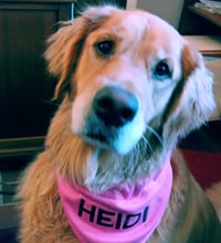 Photo of Dog named Heidi